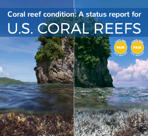 Picture of U.S. coral reefs’ health assessed for the first time on a national ...